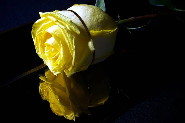 つの黄色いバラ黒の背景 — ストック写真