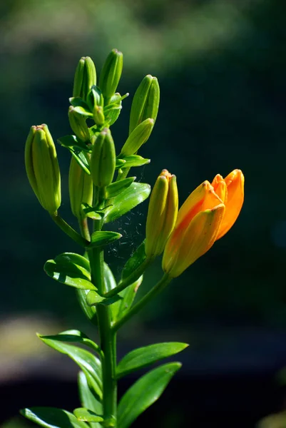 Lilly Naranja Jardín —  Fotos de Stock