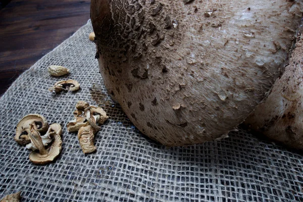 Parasol Agaric Nice Mushroom — Stock Photo, Image
