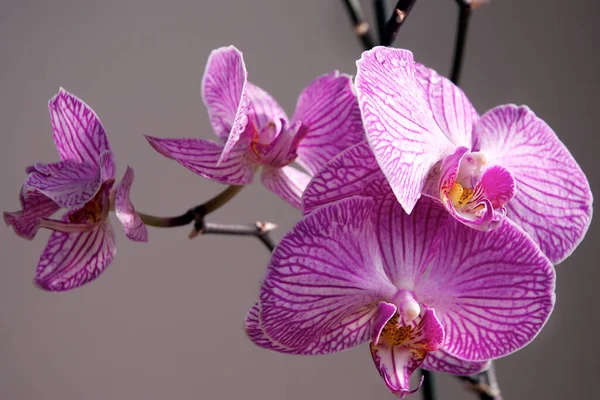 Pink Purple Orchid — Stock Photo, Image