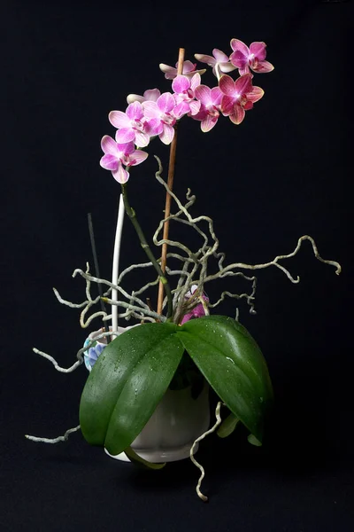 Orquídea Rosa Púrpura —  Fotos de Stock