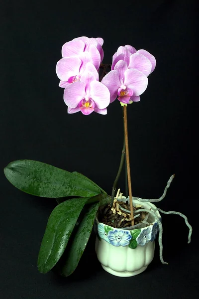 Pink Purple Orchid — Stock Photo, Image