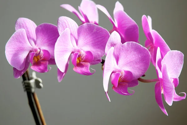 Orquídea Rosa Púrpura —  Fotos de Stock
