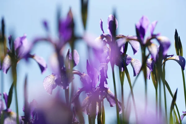 Flores Flor Azul Pastel Suave — Foto de Stock