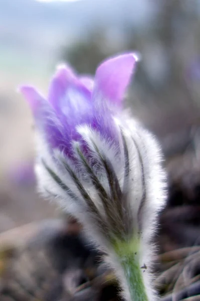 Fleur Molle Violette Pâle Pasqueflower Dans Les Rochers Coucher Soleil — Photo