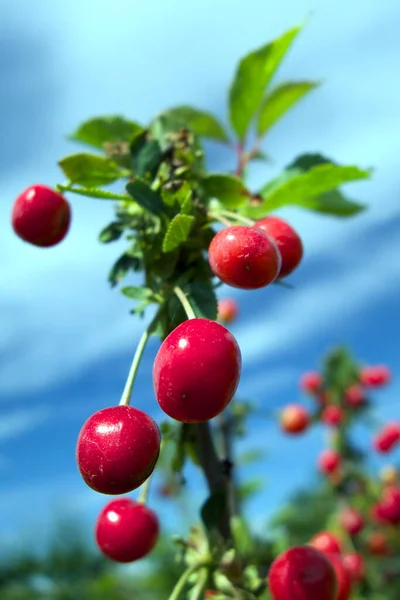 Red Sweet Cherries Blue Sky — Stock Photo, Image