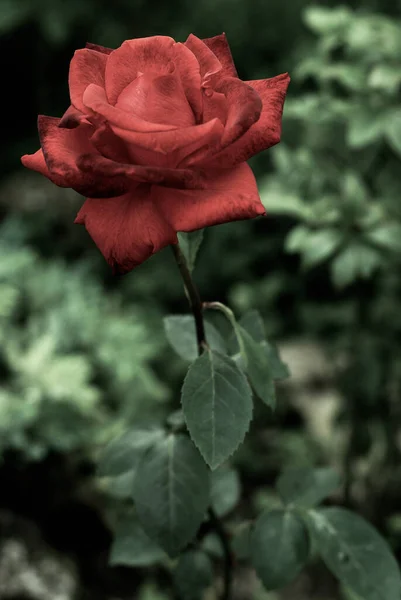緑豊かな庭園から 赤いバラ — ストック写真