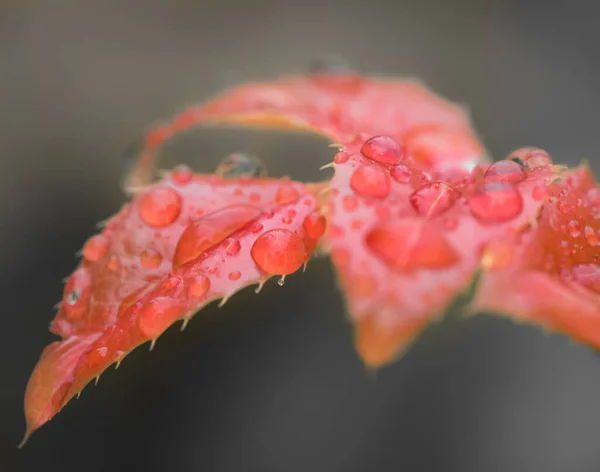 Red wet leaves with waterdrops.NEF