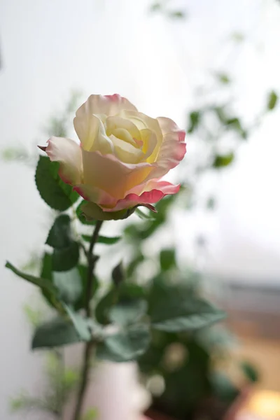 Miękka Biała Róża Pastelowa Białym Tle — Zdjęcie stockowe