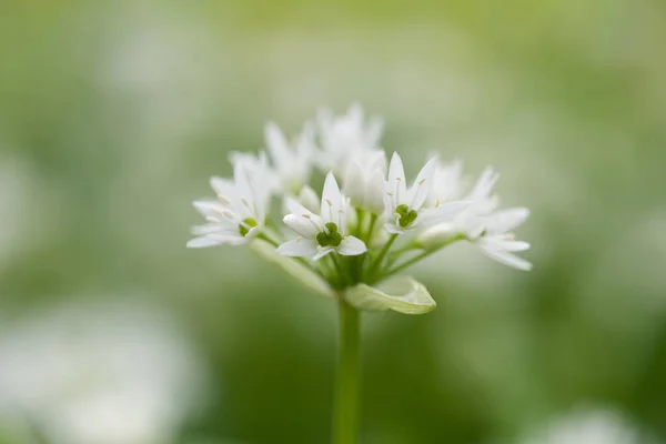Miękki Sezonowy Kwiat Biały Kwiat — Zdjęcie stockowe