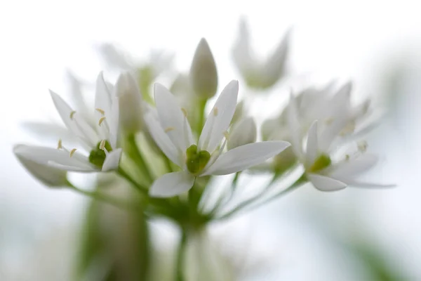 Flor Flor Blanca Estacional Suave —  Fotos de Stock
