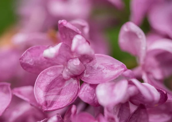Yumuşak Mor Çiçekler Yakın Çekim — Stok fotoğraf