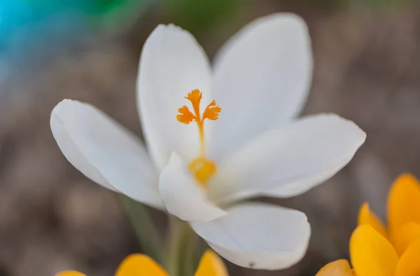 Våren Färgglada Blommor Trädgården — Stockfoto