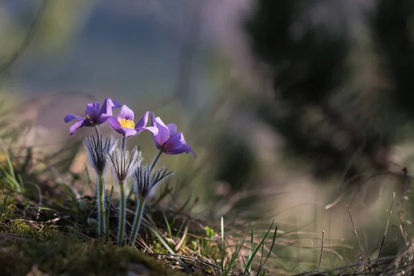 Vårblomma Pasqueflower Pulsatilla Grandis Grupp Blommor — Stockfoto