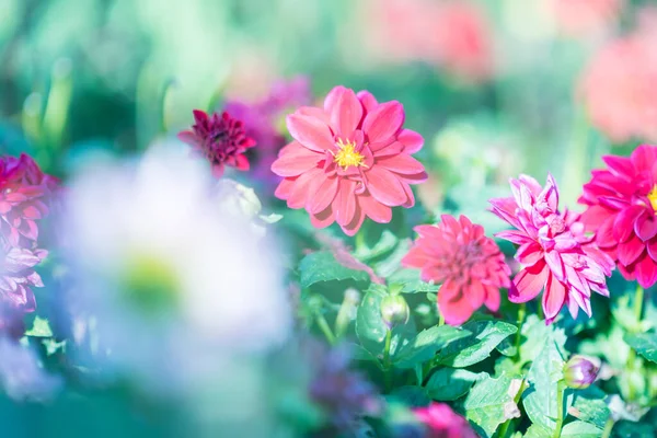 Bahar sezonu. Bahçede çiçek açarlar. Güneşli bir gün.