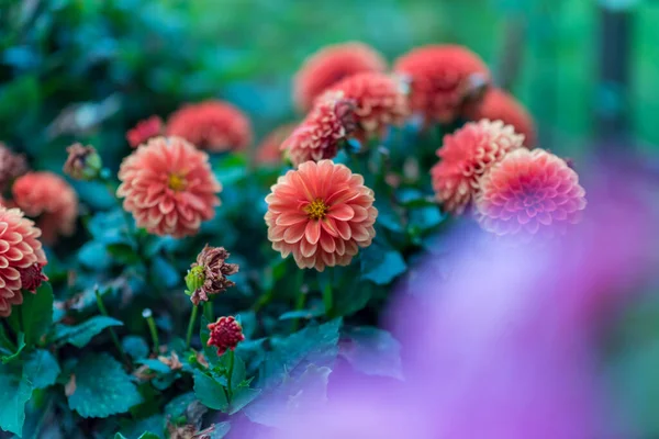 Vårsäsongen Blommor Trädgården Solig Dag — Stockfoto