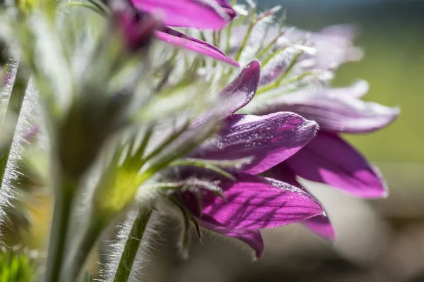 Tavaszi Szezon Virágos Virágok Kertben Napsütés — Stock Fotó