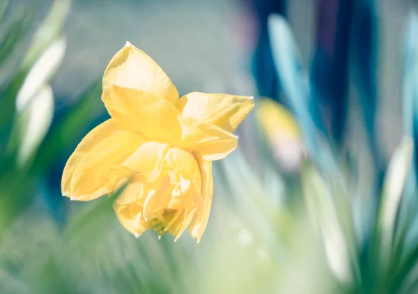 Spring Season Blossom Flowers Garden Sunny Day — Stock Photo, Image
