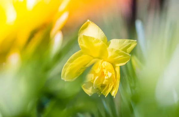 Vårsäsongen Blommor Trädgården Solig Dag — Stockfoto
