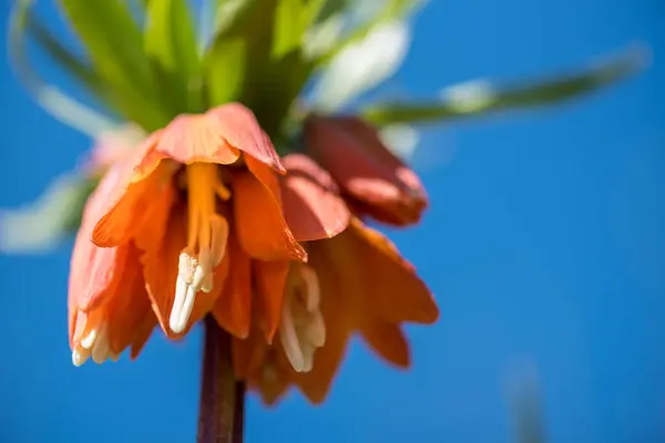 Sezonul Primăvară Înflorește Flori Grădină Ziua Însorită — Fotografie, imagine de stoc