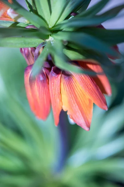 Άνοιξη Ανθισμένα Λουλούδια Στον Κήπο Ηλιόλουστη Μέρα — Φωτογραφία Αρχείου
