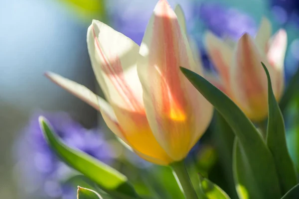 Vårsesongen Blomsten Blomstrer Hagen Solskinnsdag – stockfoto