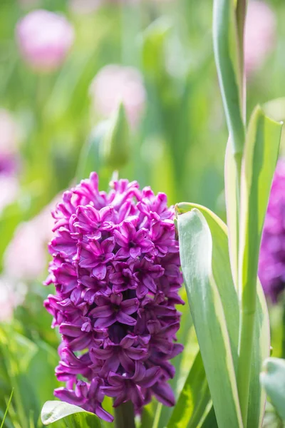 Temporada Primavera Flores Flor Jardín Día Soleado —  Fotos de Stock