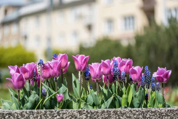 Bahar sezonu. Bahçede çiçek açarlar. Güneşli bir gün.
