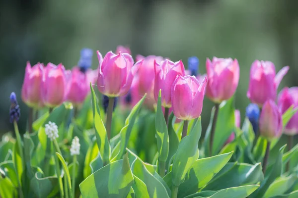 Vårsesongen Blomsten Blomstrer Hagen Solskinnsdag – stockfoto