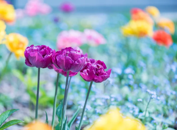 Tavaszi Szezon Virágos Virágok Kertben Napsütés — Stock Fotó