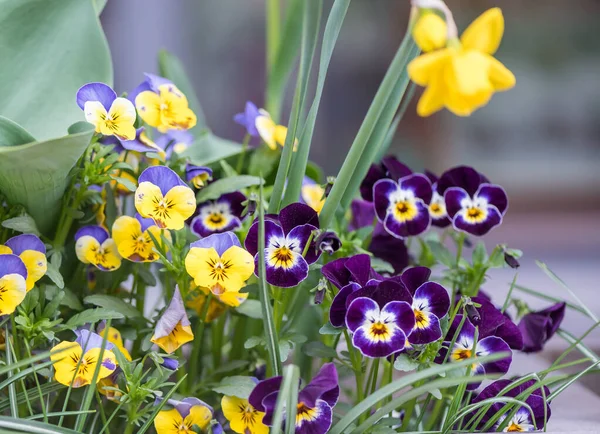 Temporada Primavera Flores Flor Jardín Día Soleado —  Fotos de Stock