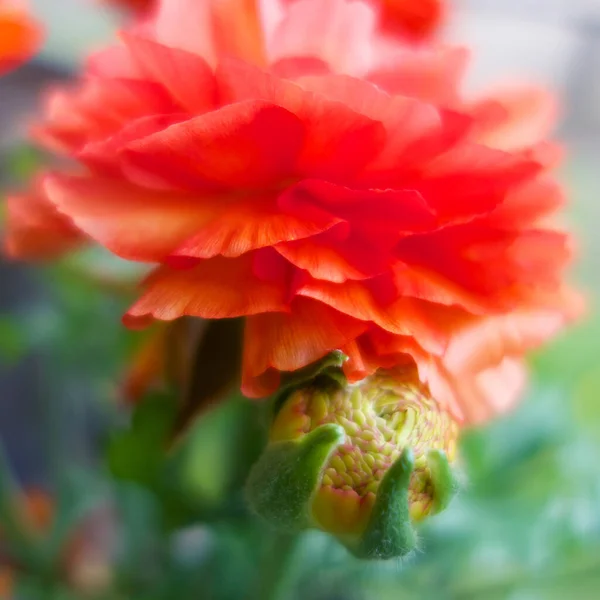 Fantastisk Ranunkel Blomma Skönhet — Stockfoto
