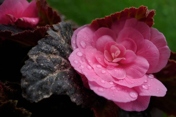 Ροζ Απαλό Λουλούδι Σταγόνες Νερού — Φωτογραφία Αρχείου