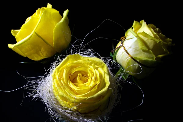 黒の背景に つの黄色いバラ — ストック写真