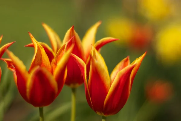 Flammetulipaner Detaljer Vårskjønnhet – stockfoto