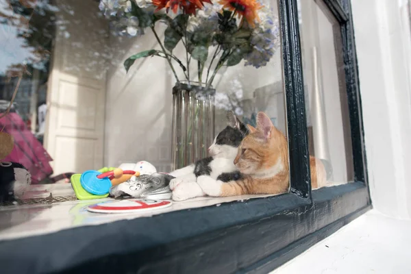 Konzept Der Haustierliebe Zwei Katzen Schlafen Fenster Von Amsterdam — Stockfoto
