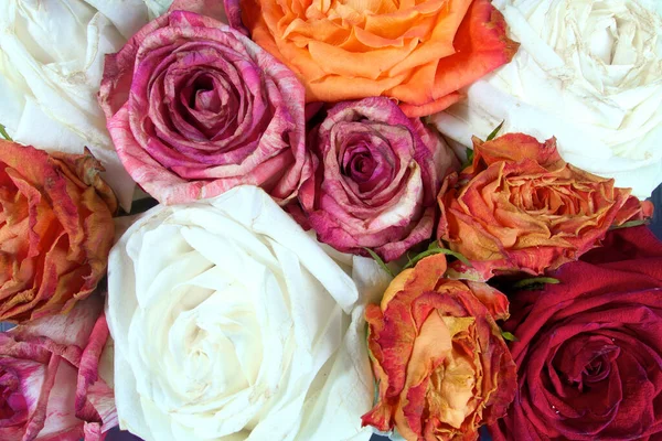 Εσοδεία Πολύχρωμα Όμορφα Τριαντάφυλλα — Φωτογραφία Αρχείου