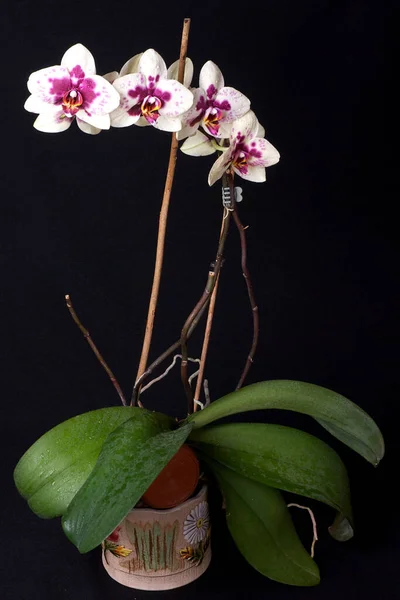 White Purple Orchid — Stock Photo, Image