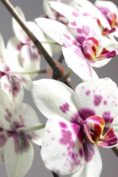 Orquídea Blanca Púrpura —  Fotos de Stock