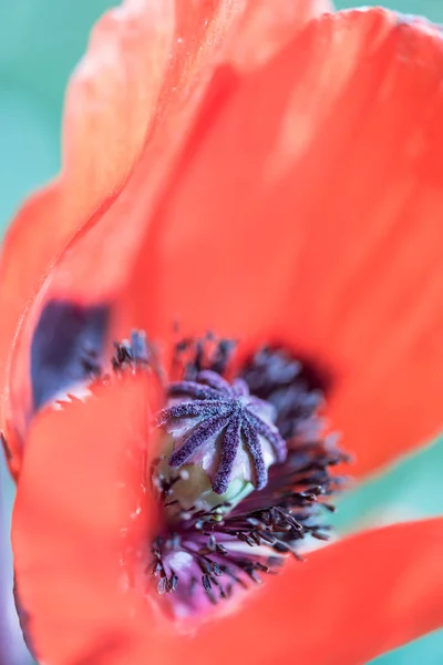 Wild Poppy Flower Macro Symbol Remembrance — Stock Photo, Image