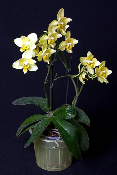 Orquídea Amarilla Sobre Fondo Negro —  Fotos de Stock