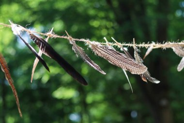 Doğada kuş tüyü, bitki örtüsü ve fauna