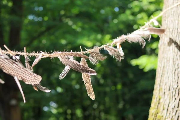 Kuş tüyleri ipte asılı.
