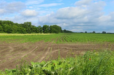 Baharda tarla Bulutlu bir günde