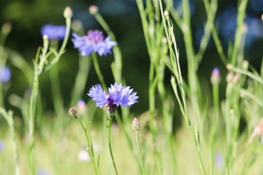 Mavi çiçekli bir tarlada çiçek