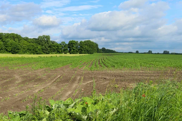 Baharda tarla Bulutlu bir günde