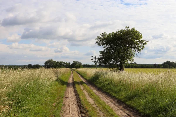 Buğday tarlasında bir yol.