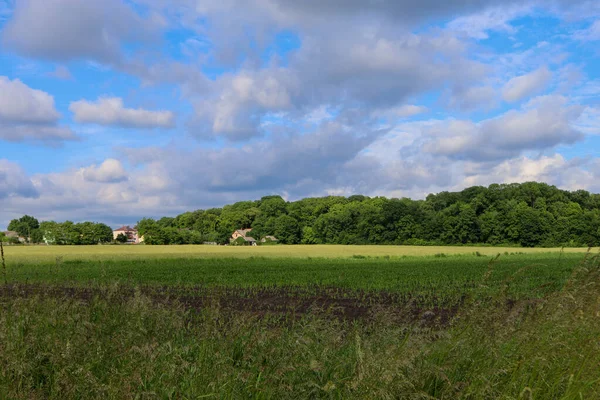 Bulutlu mavi gökyüzü ile yeşil çayır
