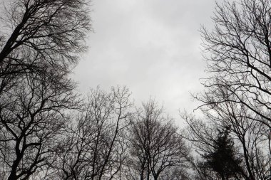 Ağaç dalları siyah ve beyaz.