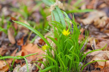 Ormanda bahar çiçekleri